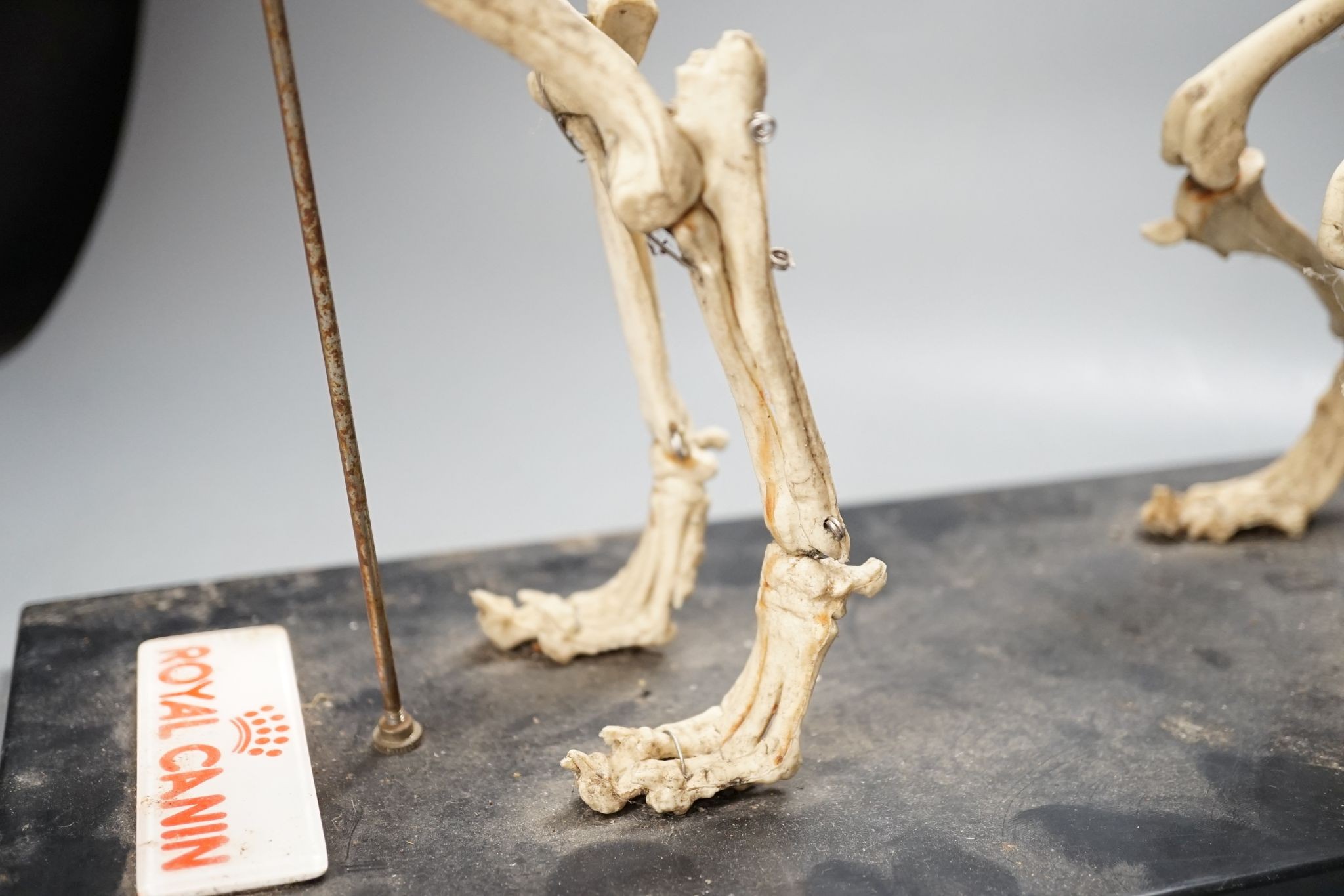 A veterinary skeleton dog demonstration display model, 50 cms wide.